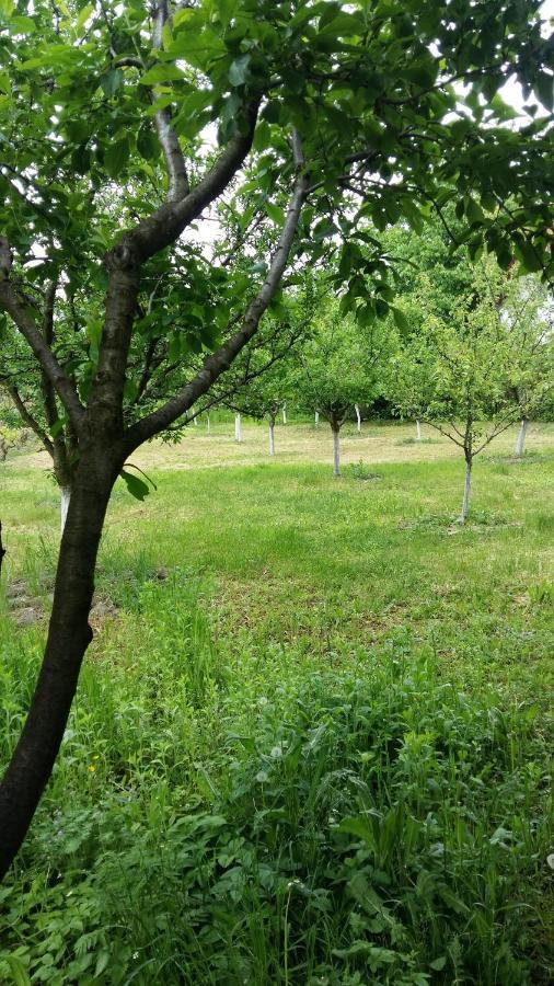 Pensiunea Dodo Patarlagele Bagian luar foto